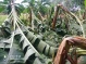 REPORTE DE PERDIDA DE COSECHA POR FUERTES LLUVIAS Y VIENTOS EN LA COMUNIDAD ZIPARADO - UNGUIA CHOCÓ