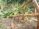 REPORTE DE PERDIDA DE COSECHA POR FUERTES LLUVIAS Y VIENTOS EN LA COMUNIDAD ZIPARADO - UNGUIA CHOCÓ