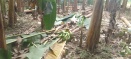 REPORTE DE PERDIDA DE COSECHA POR FUERTES LLUVIAS Y VIENTOS EN LA COMUNIDAD ZIPARADO - UNGUIA CHOCÓ